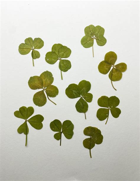 Gift of Clovers .
